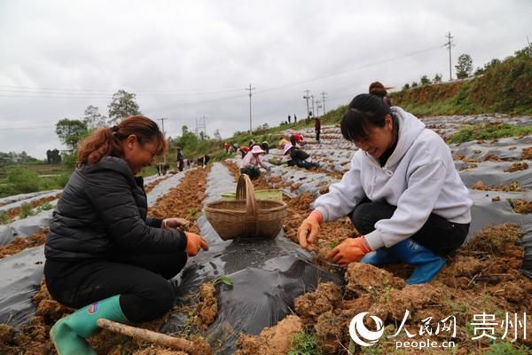  [辣椒]黔西县培植“辣”产业富民