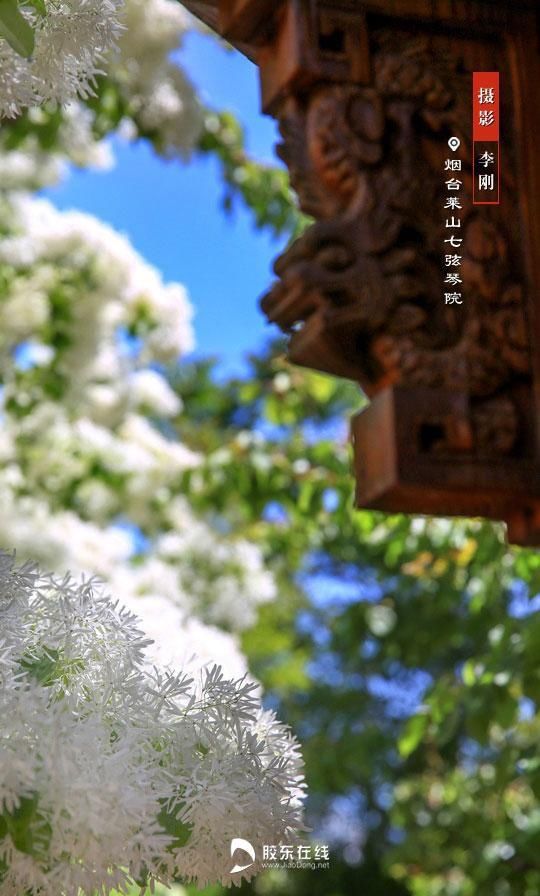  [花开满]组图：流苏花开满庭院 曲径通幽香自来