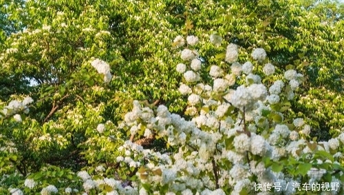 「绣球」泉城公园的白绣球开花了,花朵就像白色的雪球