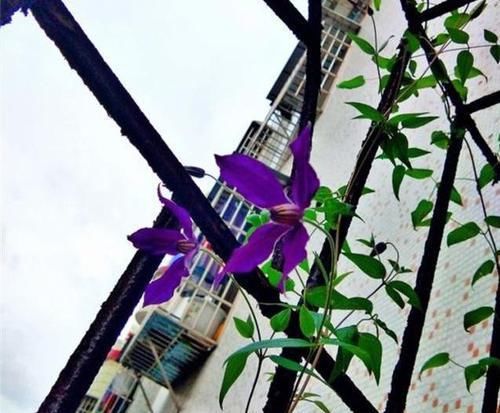 栽培@此观花植物,花期长达6个月,花好看、易栽培,比月季、长寿花强