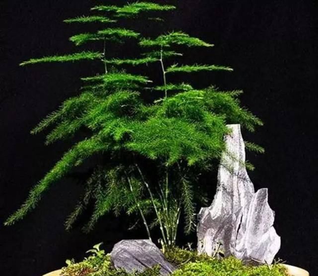  『植株生长的更加』文竹老黄叶烂根，是因为你没做好这三点