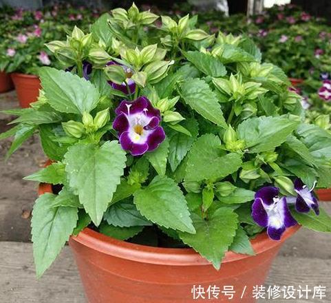  [油绿]4种不怕晒的花草，越晒花开越旺，叶油绿，开花旺，清凉一夏