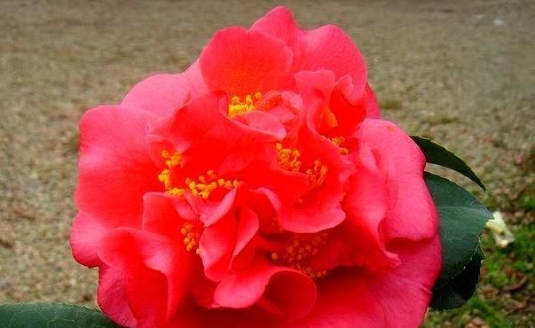  甲醛|最香的盆栽茶花品种，花开浓香，花色艳丽，而且还能够吸收甲醛