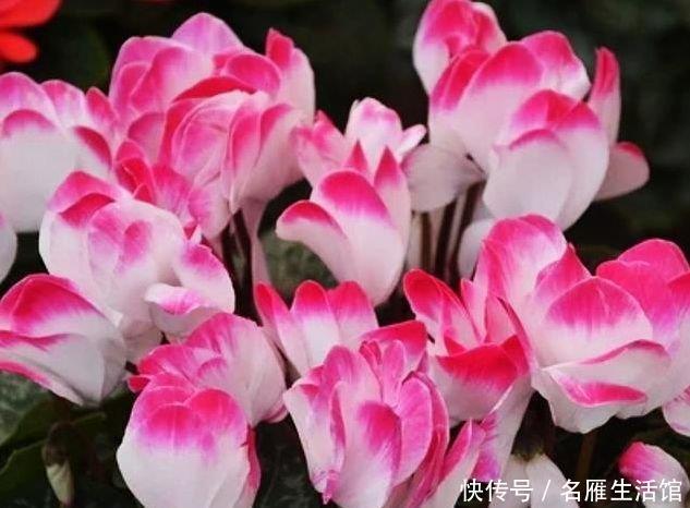 财运@养花就养3种花,好养易活花量大,寓意“财运高升”,福气满满