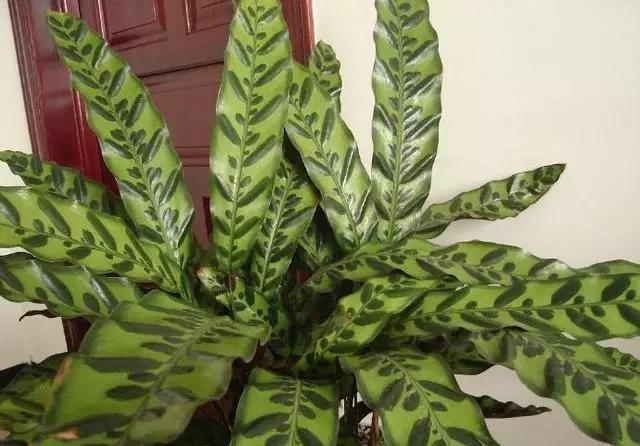 爱爆|这6种耐阴花,养了不上当,放在角落当摆设,蹭蹭爱爆盆