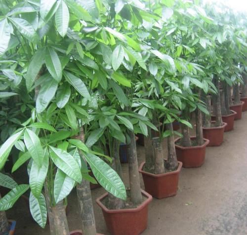  将它：发财树的叶片“掉落”，有3个解决方法，学一下，1年就变旺盛！