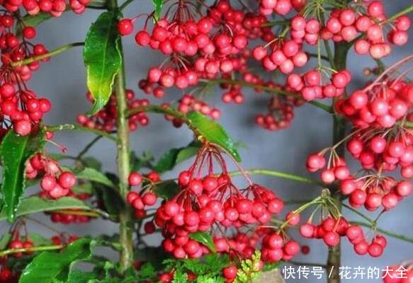  步步高：4种寓意好、颜值高的花卉，观赏价值高，懂花的人都会养