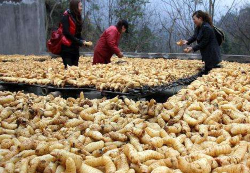 农村一植物，被人们肆意挖掘，一斤60元轻松致富