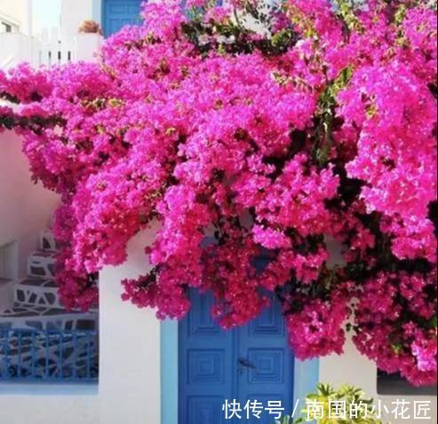 『三角梅』这3种花太贵，别再买了，剪几个枝就能扦插几十盆