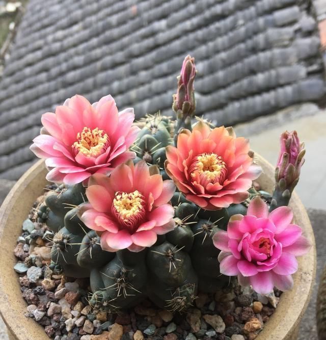  品种：开花最勤的仙人球，一年开五六次，花朵美丽，种植容易，值得拥有