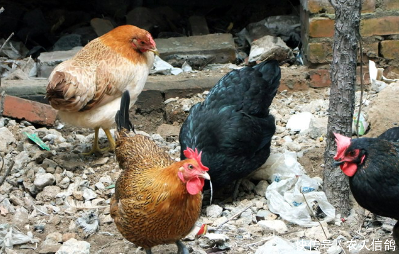 以前土鸡的生意十分好，如今为何卖不出去了？原因有以下几点