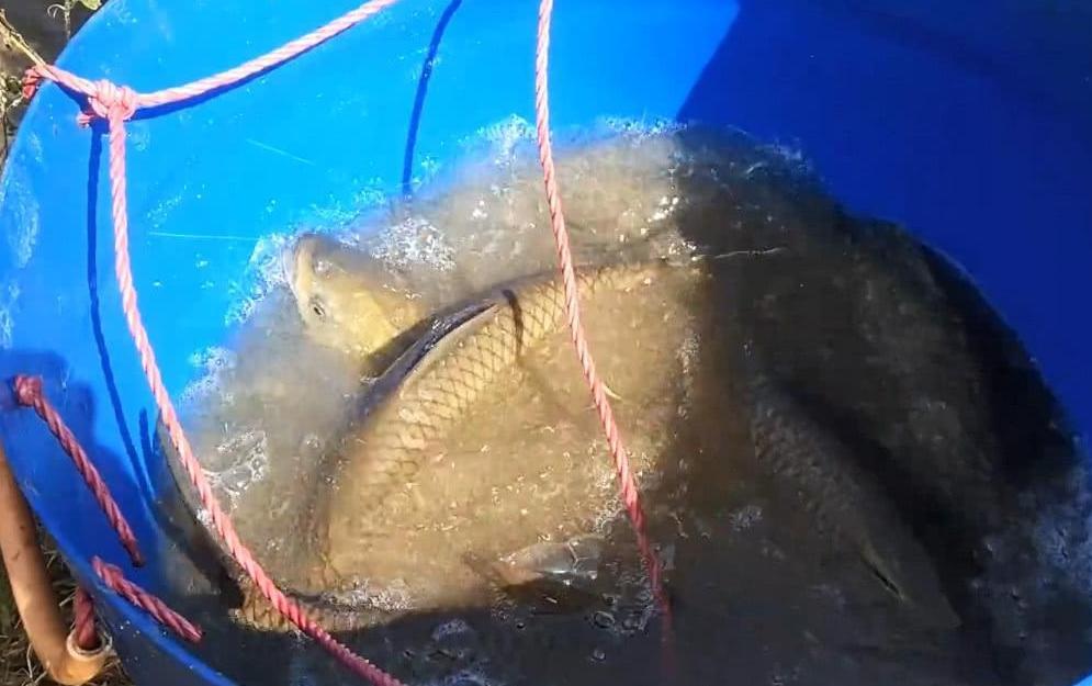 水田里的鱼养了2年，看看有多大了？农村大叔下水捕捞起来不少