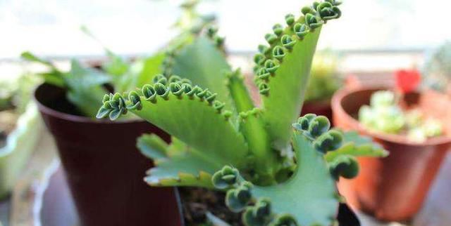  「懒人」懒人就种这5种植物，一月不浇水照样长，一棵变多棵，一年长爆盆