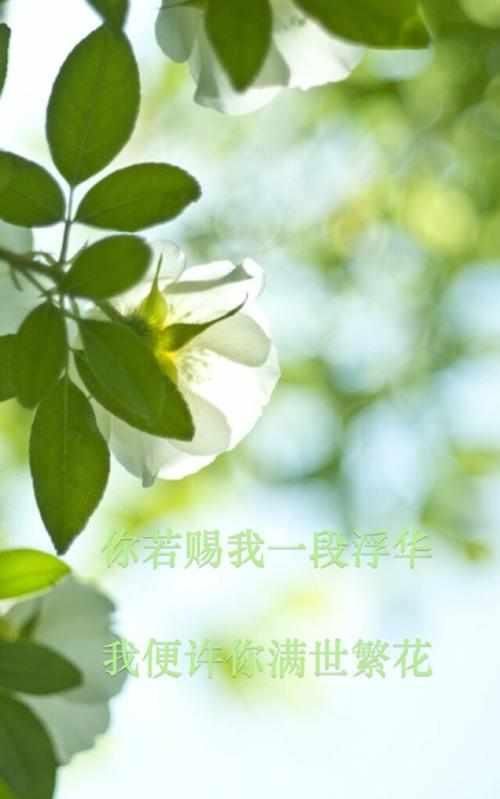 #那种#抛开外面的喧嚣霓虹城市,宁静环境,淡淡的清香,这里属于你