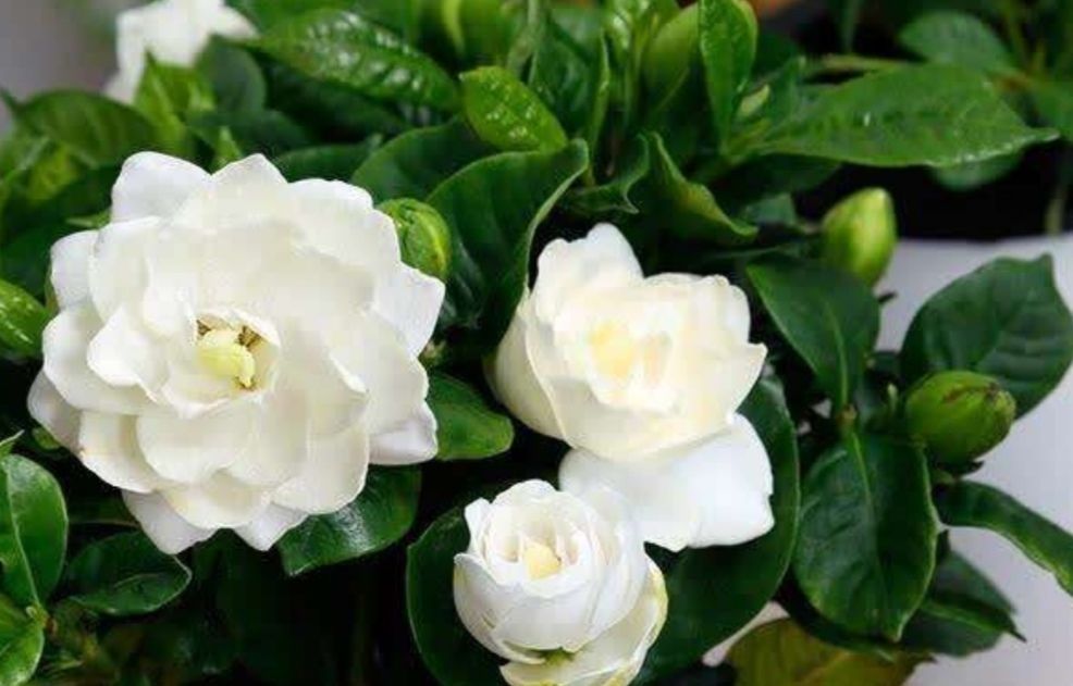 叶子浓绿|给栀子花浇这种肥水,花蕾多到爆满枝头,叶子也浓绿