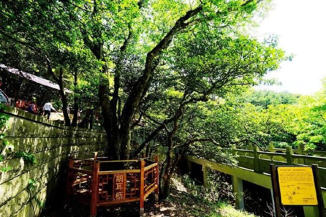 中国拥有国内之最和世界之最的两棵树，一颗在安徽，一颗在浙江