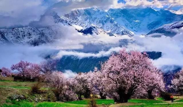 再过一个月，国内这处桃花盛景就要藏不住啦！囊括高原最美雪山！