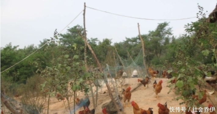 中国发电站养5亿只鸡，世界大难题迎刃而解，外国纷纷效仿