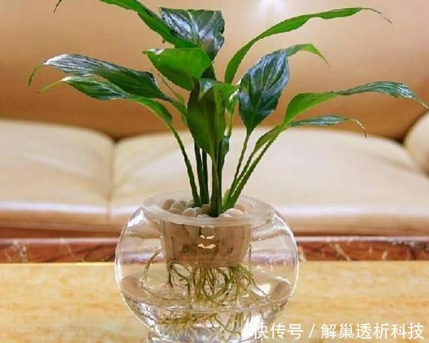  【水培花】水培花容易烂根该怎么办？4方面细节解说，让你轻松护理好花根