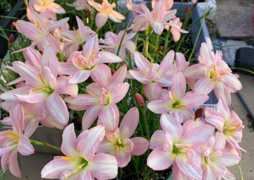 『光照』养花就养这花,好看又好养,花期还特长,一开就是一大盆!