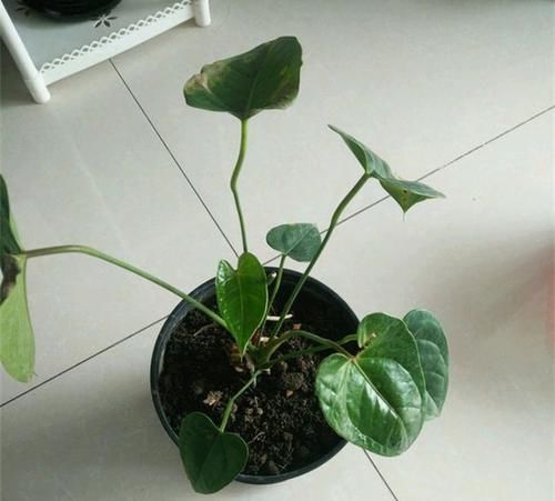  [红掌]养红掌有3个问题不能忽略，不然容易枯黄瘦小，要牢记