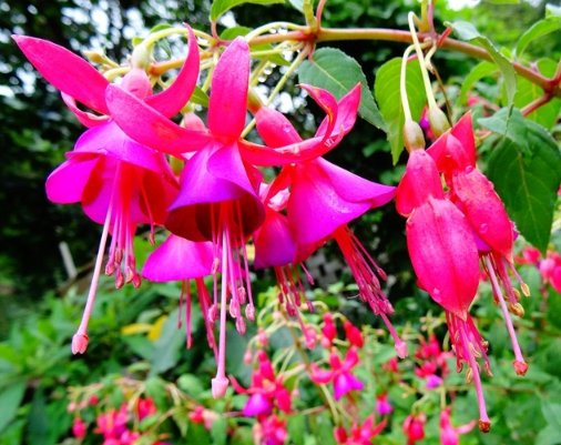  【夏季】夏季阴雨连绵时，4种绿植不要淋雨，不然烂根救不活，空盆收场