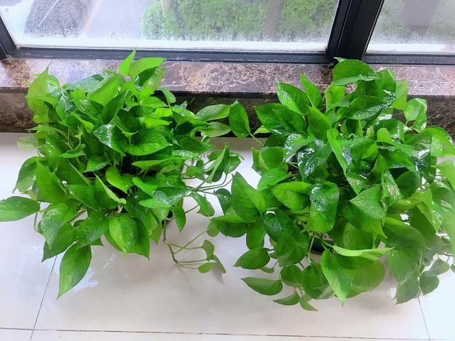  【盆土完全干】啥花都养不好？1种情况“最有可能”：好花都是浇死的！