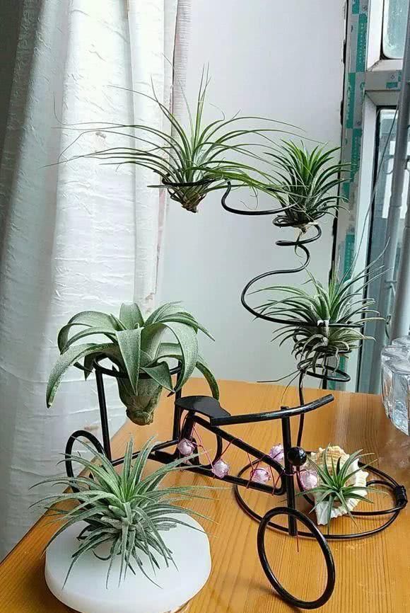 好养理由■这5种花命真大,掐个枝就能活,长满家里空地!