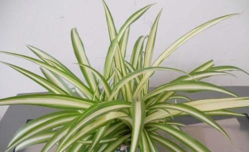 『家里』“4种植物”防辐射能力强,家里养一盆,对家人“视力好”,真值