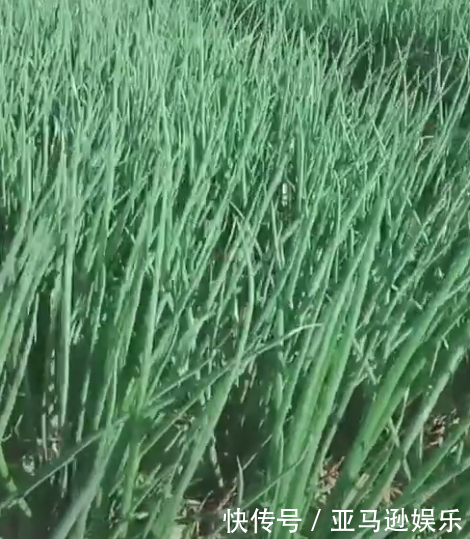 老农错把除草剂当成助长剂，满地的葱悲剧了，网友却表示活该