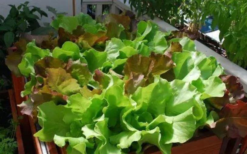 空心菜■养花不如种菜,“4种菜”种阳台,随吃随摘,一吃就是多半年!