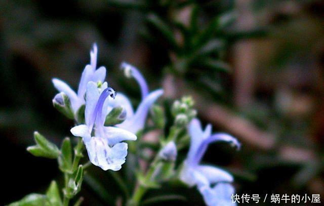  「喜欢」3种花适合家养，开花量大味道香，驱蚊赶虫很实用，谁养谁喜欢