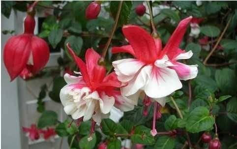 『枝条』开花像“灯笼”,独特又漂亮,四季开花,被称为最独特的阳台花