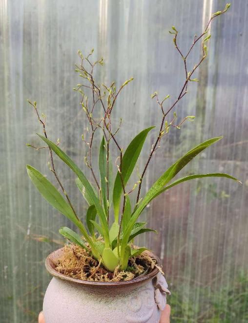 「香水」今年最火的兰花,一棵就能香满屋,比香水好闻多了!