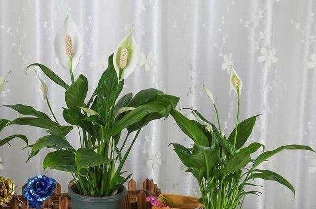  硬邦邦：白掌半死不活?就学2招,从此花不断,新叶不停长