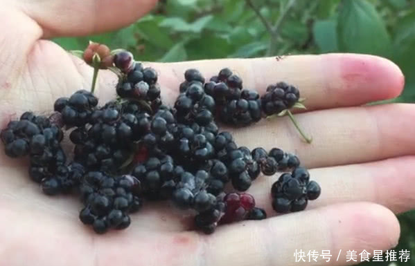 农村童年山上的这种野果子零食，看了真让人怀，你们有吃过没