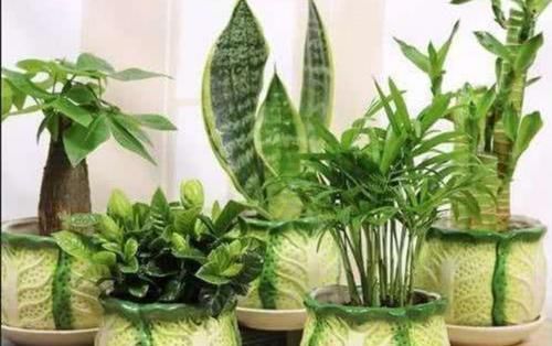  『盆栽』室内养6种植物，能净化空气环境，点缀家居、有益健康