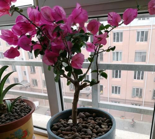 #盆栽#陶粒养花有妙用,学会使用陶粒,花卉盆栽爆盆绿油油又美观