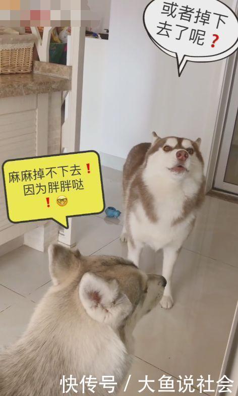  「哈士奇」主人在上厕所俩哈士奇过来捣乱，二哈麻麻被马桶绑架了