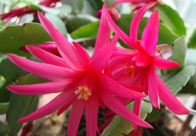  「以假乱真」蟹爪兰开败了还想看花？那就养盆假昙花，春天开花以假乱真