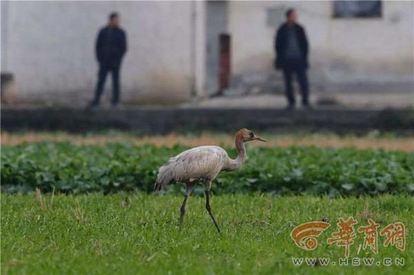 城固发现越冬候鸟灰鹤 冬季迁徏过程中落单在此