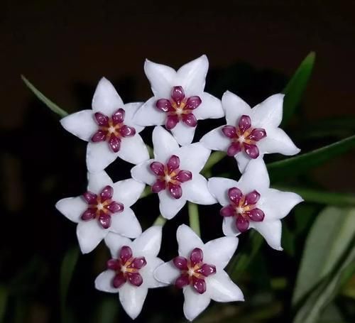  『心叶蔓绿绒』窗台上的吊盆植物，你是选观叶植物，还是开花植物？