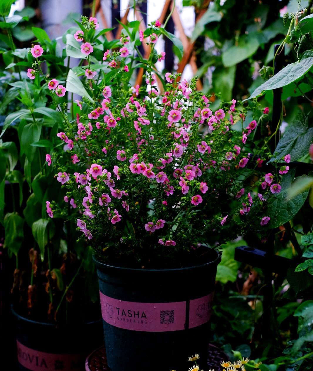  #栽培#此盆栽号称开花机器，周年开花，花多易爆盆，栽培容易，值得拥有