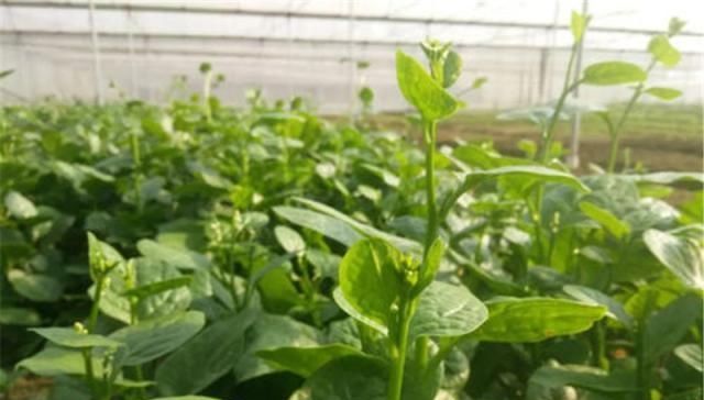  种植■种一棵能吃一季，一斤7元，却少农民种植，如今正当季