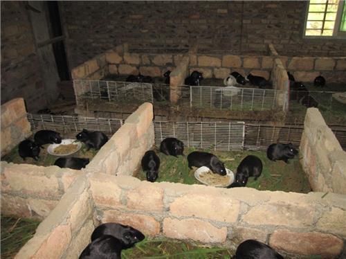 农村创业现在养殖什么赚钱?