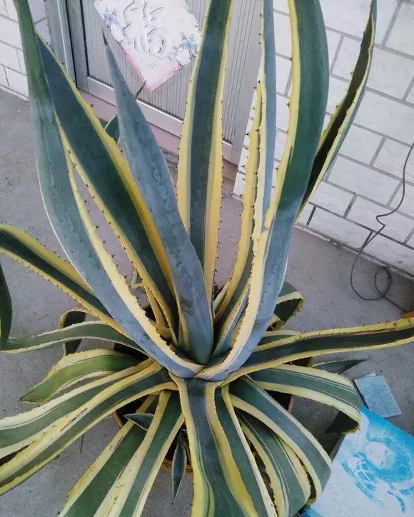 虎尾兰■3种花儿有金边，家里养1盆，颜值高，养人又镇宅！