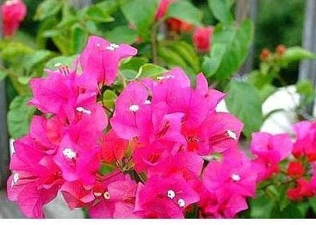 『充足』三角梅有花不开花?做好“4件事”,花苞齐刷刷,开成叶子花
