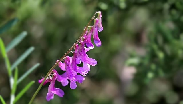「野豌豆」这种野生豌豆堪比山珍,掐点嫩芽唇齿留香,揪点种子自家就能种