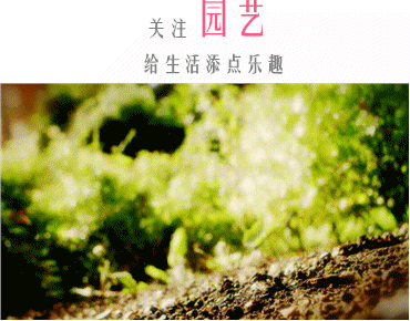  『生活』种满多肉的阳台，原来比花园还美！