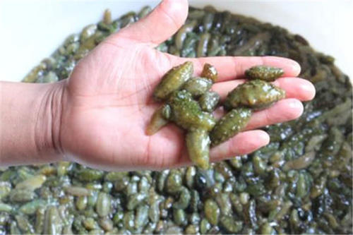  #养殖户#去年一斤150元热销，但养殖户巨亏，今年跌至90元，却卖